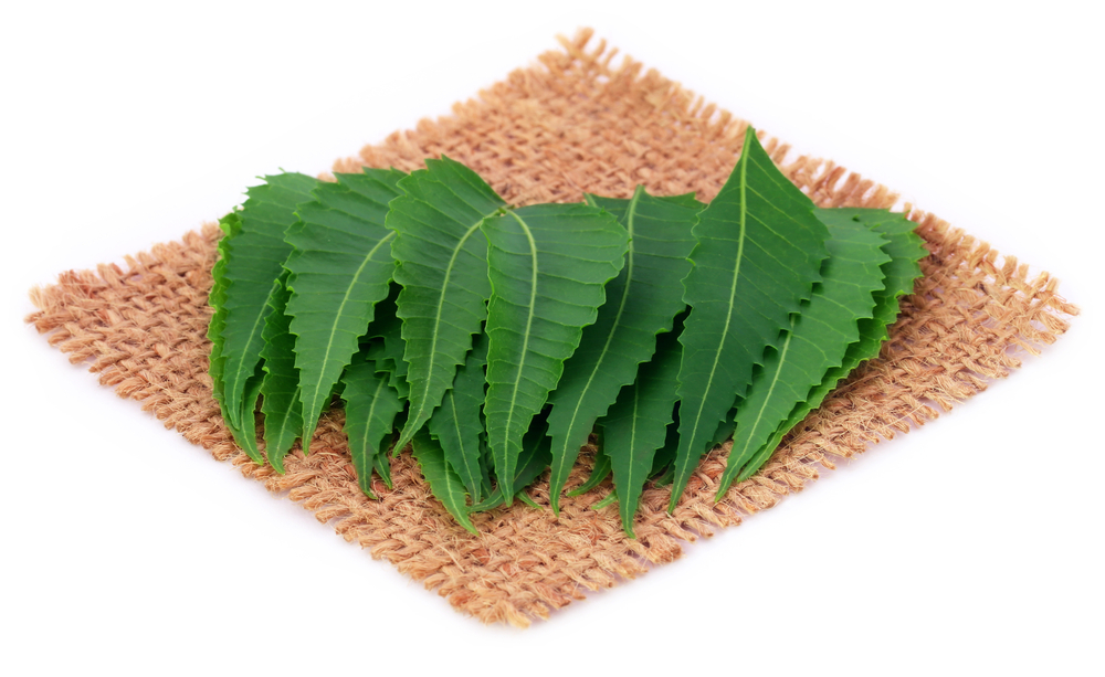 கொரோனாவை துரத்தவல்ல வேம்பின் 8 மருத்துவ மகிமைகள்! 1 வேம்பின் நன்மைகள்