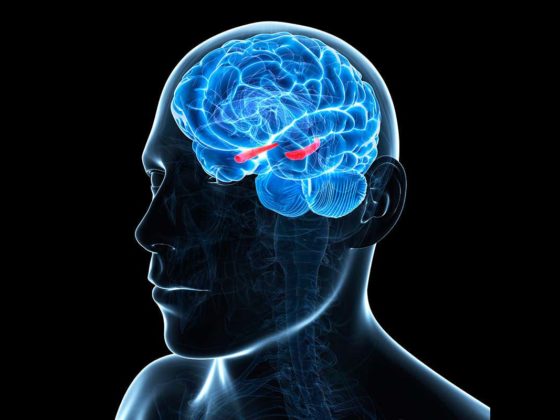 மனித மூளை! 1 மனித மூளை!