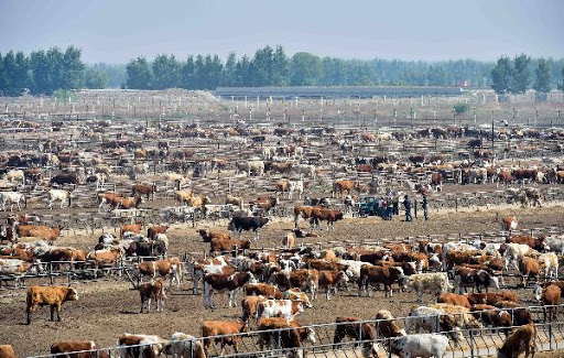 சைவ BBQவும் : உலகை அழிவிலிருந்து மீட்டலும் 5 சைவ BBQவும் : உலகை அழிவிலிருந்து மீட்டலும்