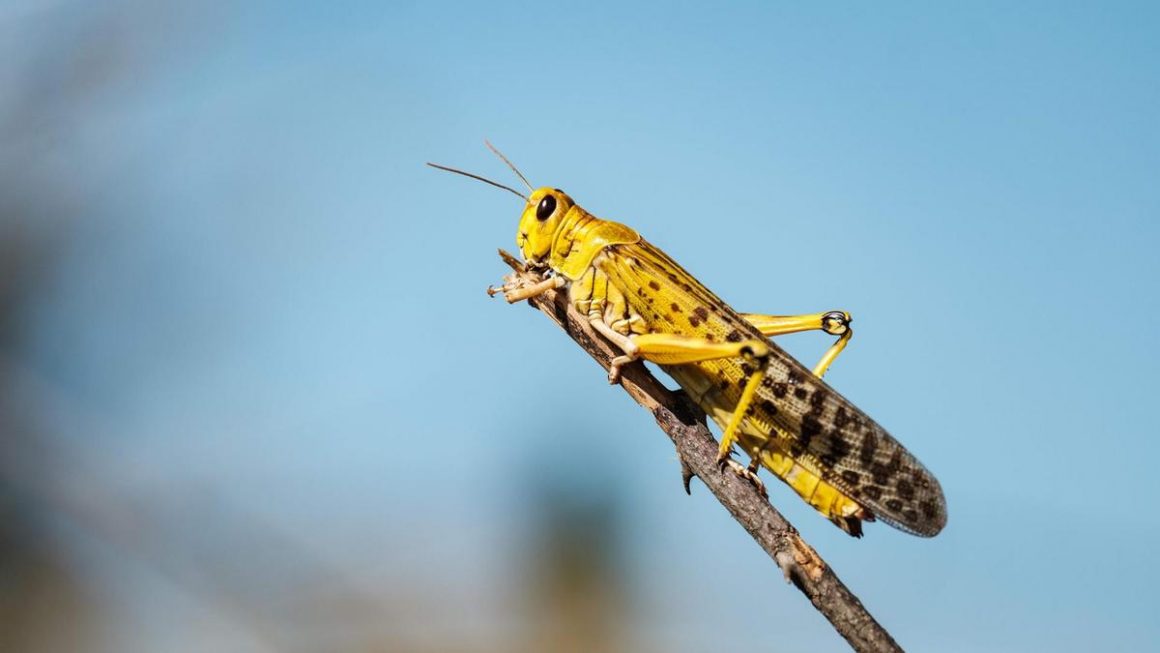பாலைவன வெட்டு கிளிகளின் படையெடுப்பு எங்கிருந்து ஆரம்பித்தது? 1 பாலைவன வெட்டு கிளிகளின் படையெடுப்பு எங்கிருந்து ஆரம்பித்தது?