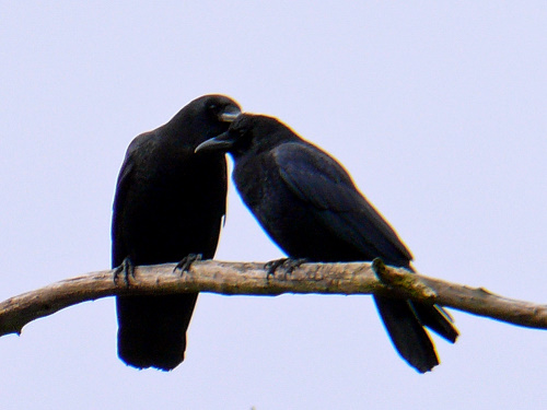 காகங்கள் பற்றி சாதாரணமாக எண்ணி விட வேண்டாம்!! 2 காகங்கள் பற்றி சாதாரணமாக எண்ணி விட வேண்டாம்!!