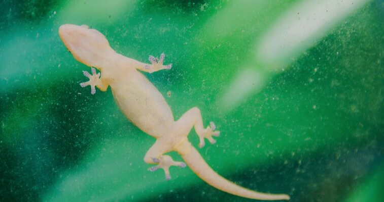 உடலில் பல்லி விழுந்தால் என்ன அர்த்தம் என்று பார்ப்போம்!! 1 உடலில் பல்லி விழுந்தால் என்ன அர்த்தம் என்று பார்ப்போம்!!