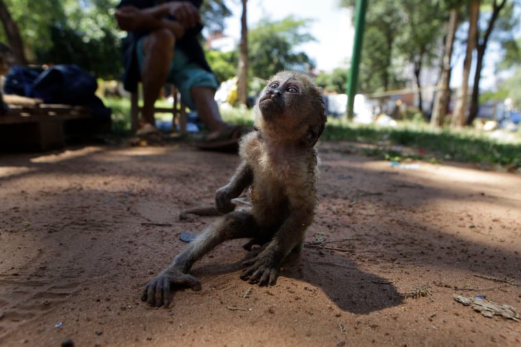 அமேசான் காட்டில் மட்டுமே நீங்கள் காணக்கூடிய 8 விலங்குகள்!! 7 அமேசான் காட்டில் மட்டுமே நீங்கள் காணக்கூடிய 8 விலங்குகள்!!