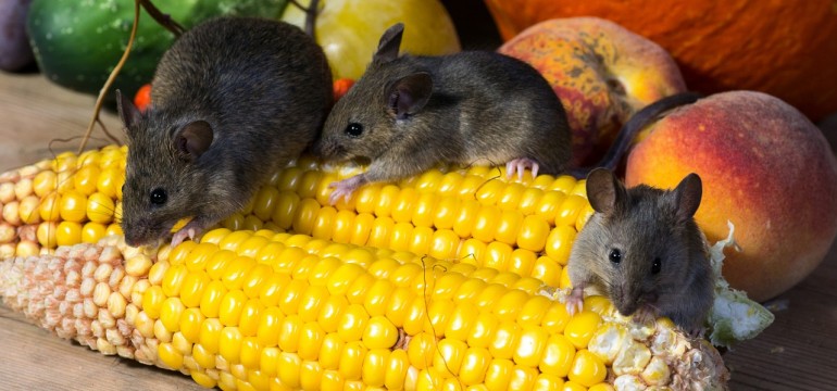 உங்களுக்கான கனவுகளும் பலன்களும் பகுதி 14 13 உங்களுக்கான கனவுகளும் பலன்களும் பகுதி 14