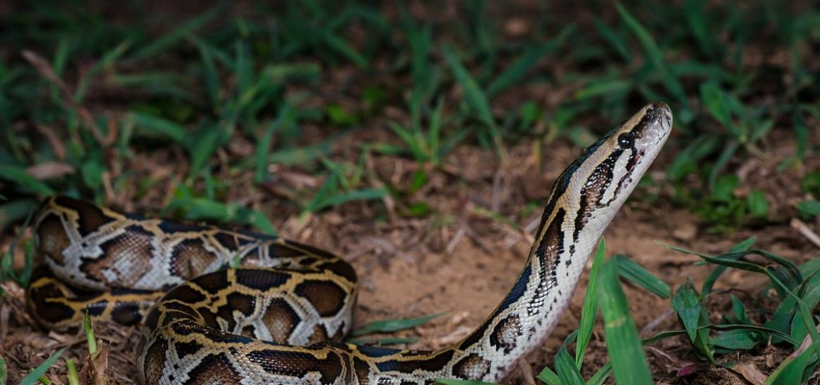 உங்களுக்கான கனவுகளும் பலன்களும் பகுதி 15 9 உங்களுக்கான கனவுகளும் பலன்களும் பகுதி 15