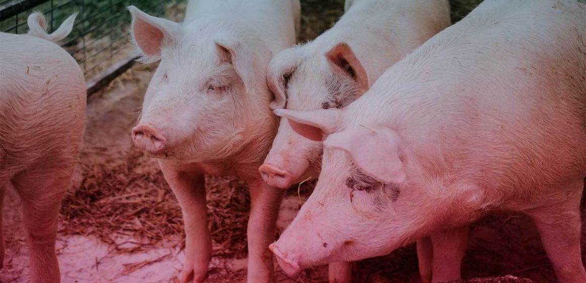 சீனாவில் பரவும் அடுத்த புதிய புபோனிக் பிளேக் தொற்று!! 2 சீனாவில் பரவும் அடுத்த புதிய புபோனிக் பிளேக் தொற்று!!