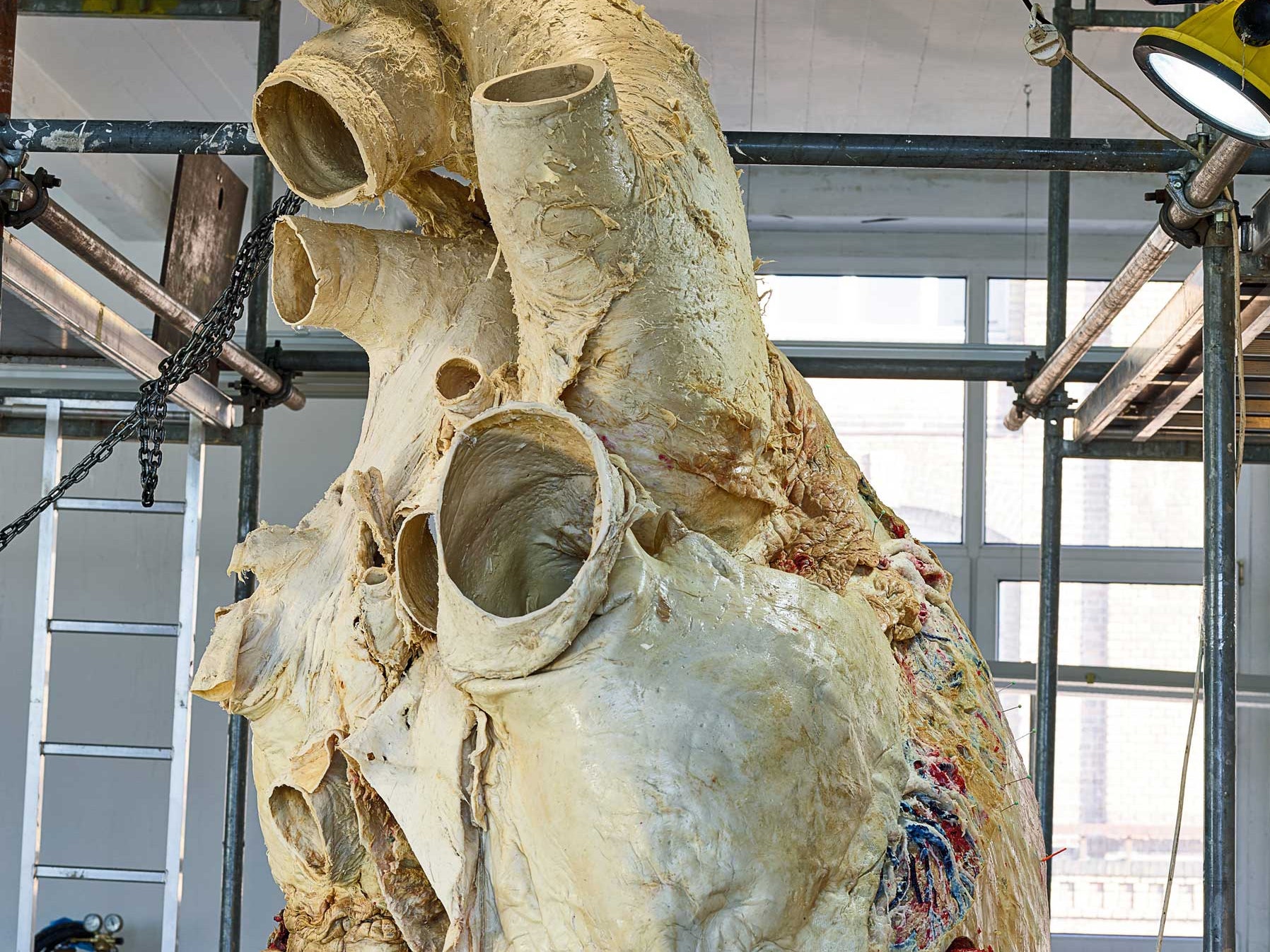 Whale Heart Anatomy