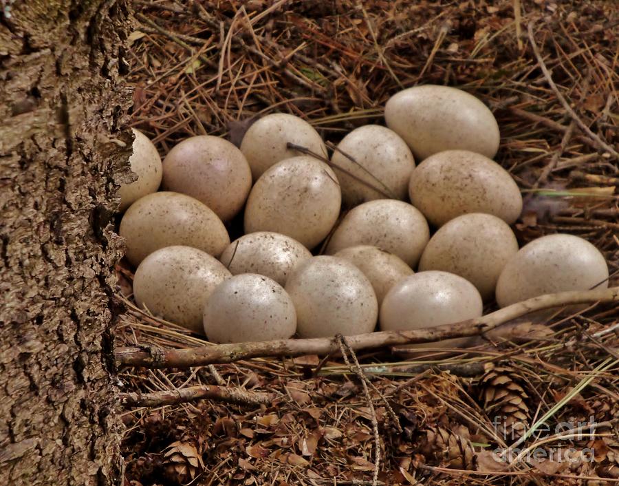 நோய் எதிர்ப்புசக்தியை அதிகரிக்கும் உணவுகள்!! 3 நோய் எதிர்ப்புசக்தியை அதிகரிக்கும் உணவுகள்!!