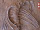 கிரேஸி பீஸ்ட் எனப்படும் 66 மில்லியன் ஆண்டு பழைமையான விலங்கு